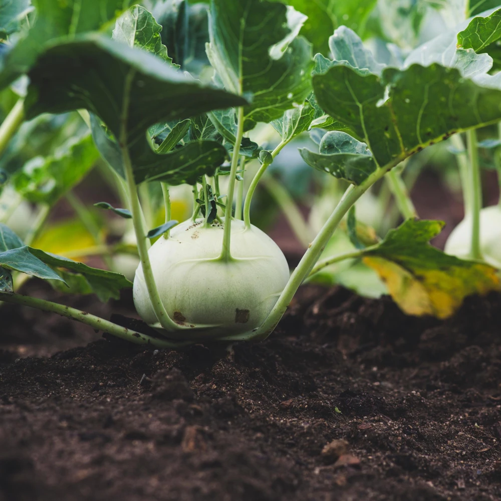 Early White Vienna Kohlrabi Seeds - Heirloom German Turnip Cabbage - Easy to Grow Vegetable - 30 Seeds - Image 16