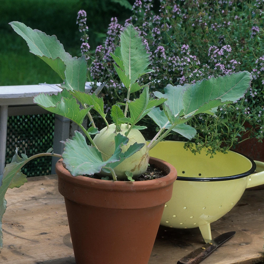 Early White Vienna Kohlrabi Seeds - Heirloom German Turnip Cabbage - Easy to Grow Vegetable - 30 Seeds - Image 17
