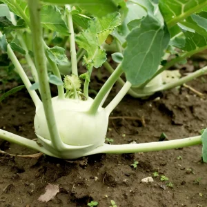 Early White Vienna Kohlrabi Seeds - Heirloom German Turnip Cabbage - Easy to Grow Vegetable - 30 Seeds - Image 2