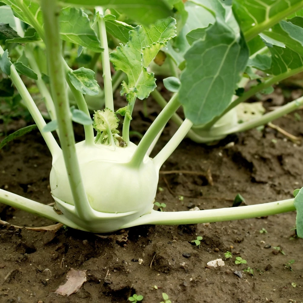 Early White Vienna Kohlrabi Seeds - Heirloom German Turnip Cabbage - Easy to Grow Vegetable - 30 Seeds - Image 2