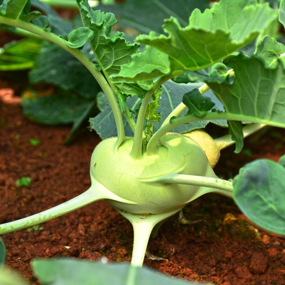 Early White Vienna Kohlrabi Seeds - Heirloom German Turnip Cabbage - Easy to Grow Vegetable - 30 Seeds - Image 3