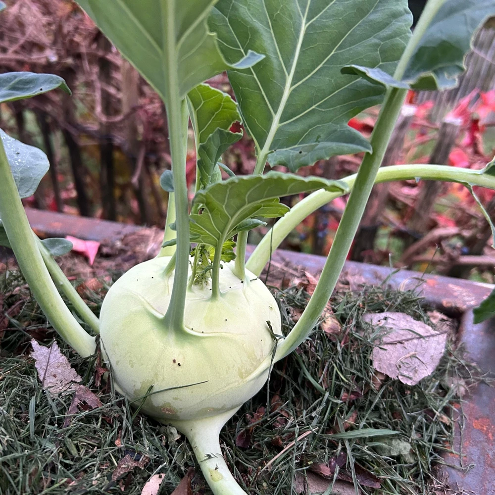 Early White Vienna Kohlrabi Seeds - Heirloom German Turnip Cabbage - Easy to Grow Vegetable - 30 Seeds - Image 4