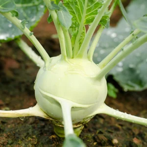 Early White Vienna Kohlrabi Seeds - Heirloom German Turnip Cabbage - Easy to Grow Vegetable - 30 Seeds - Image 5