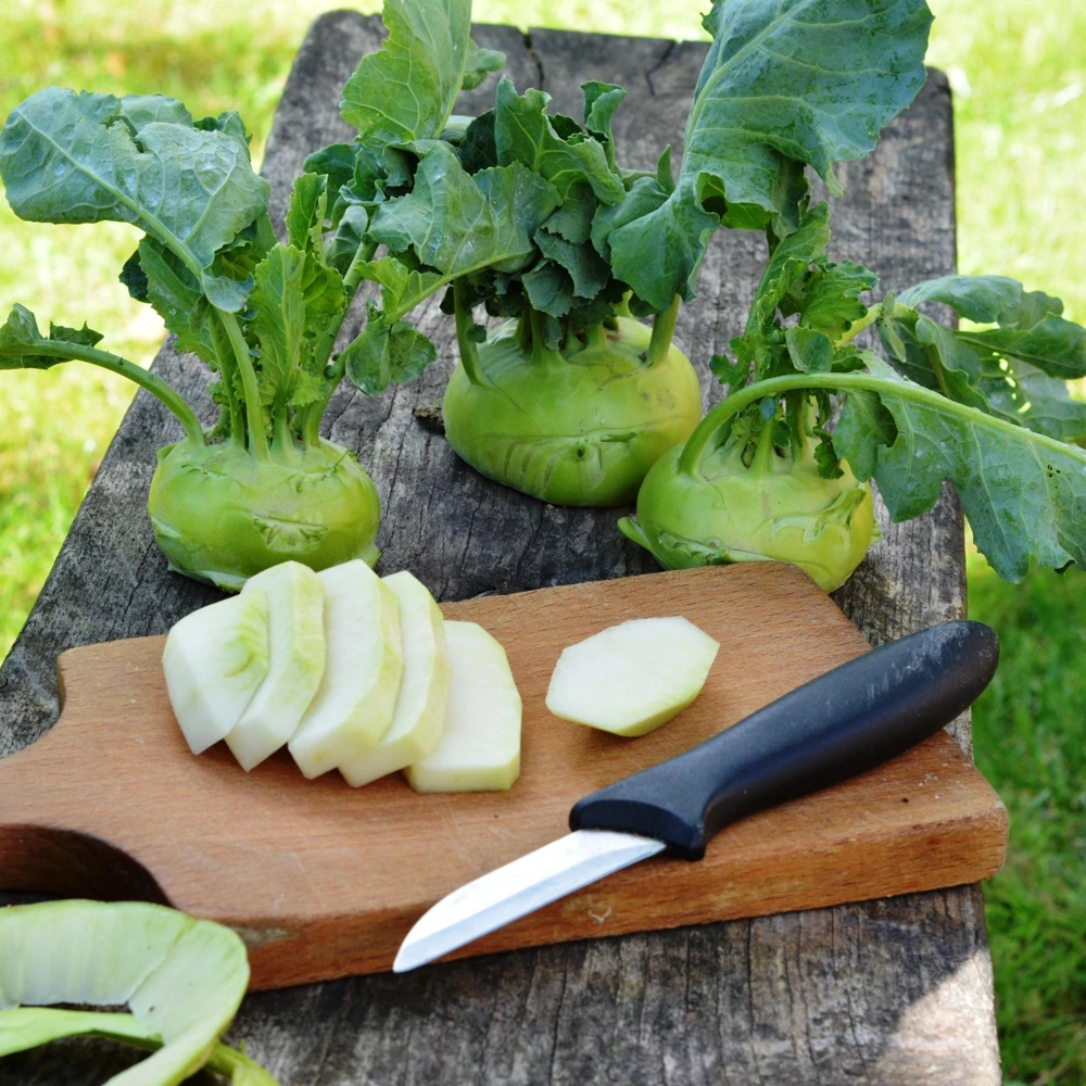 Early White Vienna Kohlrabi Seeds - Heirloom German Turnip Cabbage - Easy to Grow Vegetable - 30 Seeds - Image 6