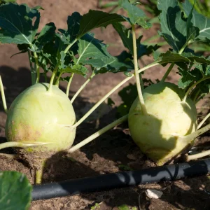 Early White Vienna Kohlrabi Seeds - Heirloom German Turnip Cabbage - Easy to Grow Vegetable - 30 Seeds - Image 8