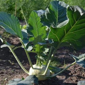 Early White Vienna Kohlrabi Seeds - Heirloom German Turnip Cabbage - Easy to Grow Vegetable - 30 Seeds - Image 9