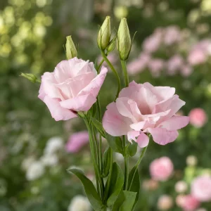 Echo Pink Lisianthus Seeds - Eustoma grandiflorum - 20 Seed Pack - Cut Flower - Image 11