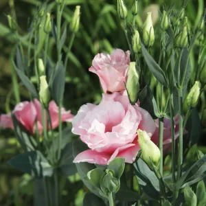 Echo Pink Lisianthus Seeds - Eustoma grandiflorum - 20 Seed Pack - Cut Flower - Image 12