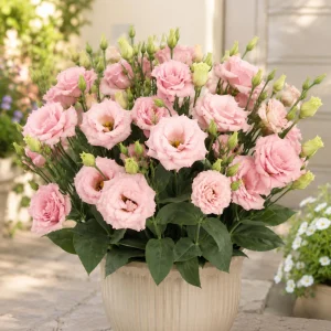 Echo Pink Lisianthus Seeds - Eustoma grandiflorum - 20 Seed Pack - Cut Flower - Image 2