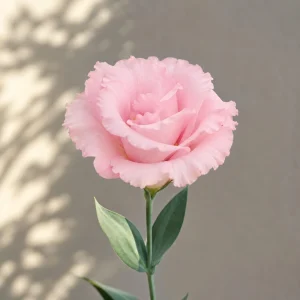 Echo Pink Lisianthus Seeds - Eustoma grandiflorum - 20 Seed Pack - Cut Flower - Image 3