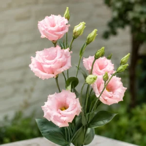 Echo Pink Lisianthus Seeds - Eustoma grandiflorum - 20 Seed Pack - Cut Flower - Image 5