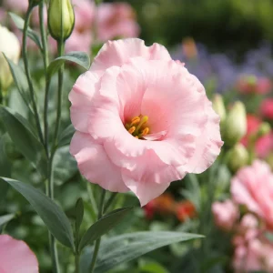 Echo Pink Lisianthus Seeds - Eustoma grandiflorum - 20 Seed Pack - Cut Flower - Image 6
