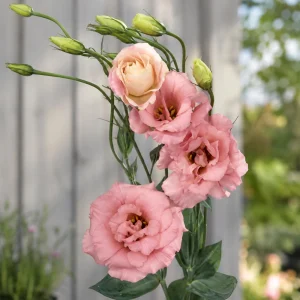 Echo Pink Lisianthus Seeds - Eustoma grandiflorum - 20 Seed Pack - Cut Flower - Image 8