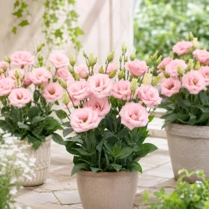Echo Pink Lisianthus Seeds - Eustoma grandiflorum - 20 Seed Pack - Cut Flower - Image 9