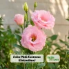 Echo Pink Lisianthus Seeds - Eustoma grandiflorum - 20 Seed Pack - Cut Flower - Image 1
