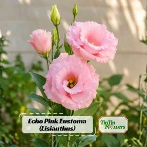 Echo Pink Lisianthus Seeds - Eustoma grandiflorum - 20 Seed Pack - Cut Flower - Image 1