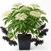 Elderberry Plant Live Shrub - American Berry Bush 7-12" Tall in Quart Pot - Image 1