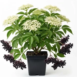 Elderberry Plant Live Shrub - American Berry Bush 7-12" Tall in Quart Pot - Image 1