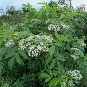 Elderberry Plant Live Shrub - American Berry Bush 7-12" Tall in Quart Pot - Image 2