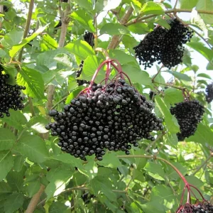 Elderberry Plant Live Shrub - American Berry Bush 7-12" Tall in Quart Pot - Image 3