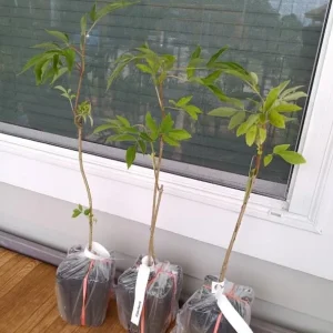 Elderberry Plant Live Shrub - American Berry Bush 7-12" Tall in Quart Pot - Image 4