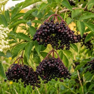 Elderberry Plant Live Shrub - American Berry Bush 7-12" Tall in Quart Pot - Image 5