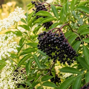 Elderberry Plant Live Shrub - American Berry Bush 7-12" Tall in Quart Pot - Image 6