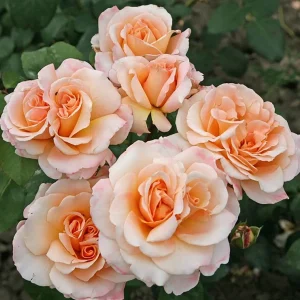 Eleganza Rose Seeds - Perennial Flower Seeds Mix - 30 Seeds for Garden Planting - Image 2