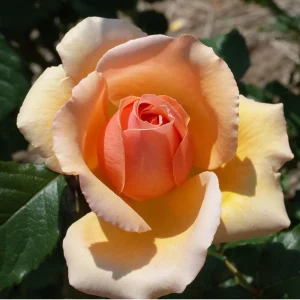 Eleganza Rose Seeds - Perennial Flower Seeds Mix - 30 Seeds for Garden Planting - Image 3