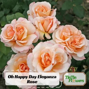 Eleganza Rose Seeds - Perennial Flower Seeds Mix - 30 Seeds for Garden Planting - Image 1