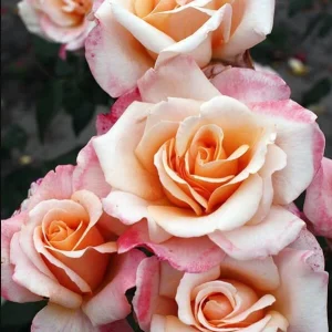 Eleganza Rose Seeds - Perennial Flower Seeds Mix - 30 Seeds for Garden Planting - Image 4