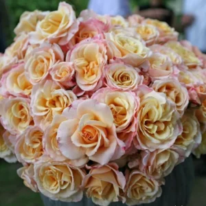 Eleganza Rose Seeds - Perennial Flower Seeds Mix - 30 Seeds for Garden Planting - Image 5