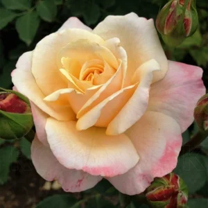 Eleganza Rose Seeds - Perennial Flower Seeds Mix - 30 Seeds for Garden Planting - Image 6