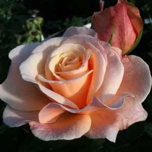 Eleganza Rose Seeds - Perennial Flower Seeds Mix - 30 Seeds for Garden Planting - Image 7