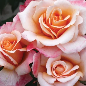 Eleganza Rose Seeds - Perennial Flower Seeds Mix - 30 Seeds for Garden Planting - Image 8