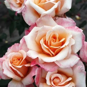 Eleganza Rose Seeds - Perennial Flower Seeds Mix - 30 Seeds for Garden Planting - Image 9
