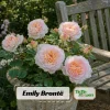 Emily Bronte Rose Seeds - Fragrant English Shrub Rose - 30 Seeds - Pink Apricot Blooms - Image 1