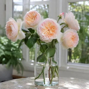 Emily Bronte Rose Seeds - Fragrant English Shrub Rose - 30 Seeds - Pink Apricot Blooms - Image 4