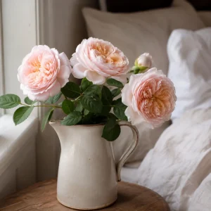 Emily Bronte Rose Seeds - Fragrant English Shrub Rose - 30 Seeds - Pink Apricot Blooms - Image 6