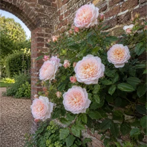 Emily Bronte Rose Seeds - Fragrant English Shrub Rose - 30 Seeds - Pink Apricot Blooms - Image 8
