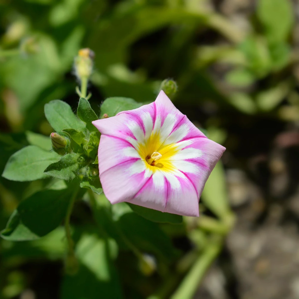 Ensign Rose Morning Glory Seeds - 30 Seeds - Rose Pink Climbing Vine - Image 10