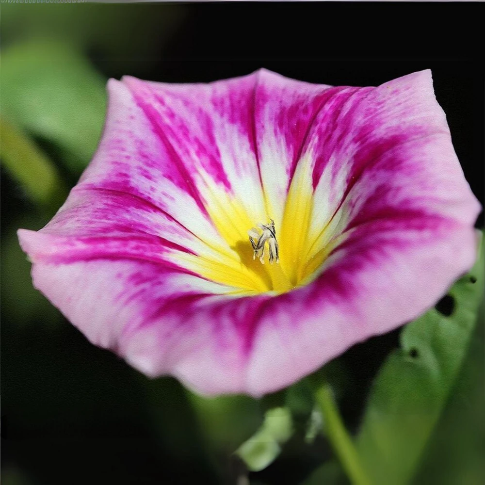 Ensign Rose Morning Glory Seeds - 30 Seeds - Rose Pink Climbing Vine - Image 11
