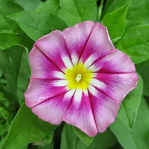 Ensign Rose Morning Glory Seeds - 30 Seeds - Rose Pink Climbing Vine - Image 12