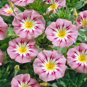 Ensign Rose Morning Glory Seeds - 30 Seeds - Rose Pink Climbing Vine - Image 13