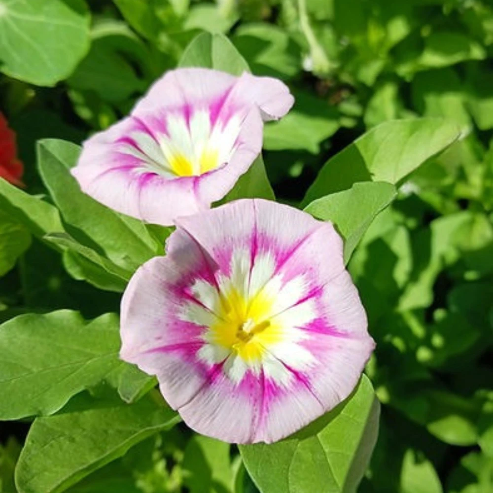 Ensign Rose Morning Glory Seeds - 30 Seeds - Rose Pink Climbing Vine - Image 14