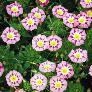 Ensign Rose Morning Glory Seeds - 30 Seeds - Rose Pink Climbing Vine - Image 2