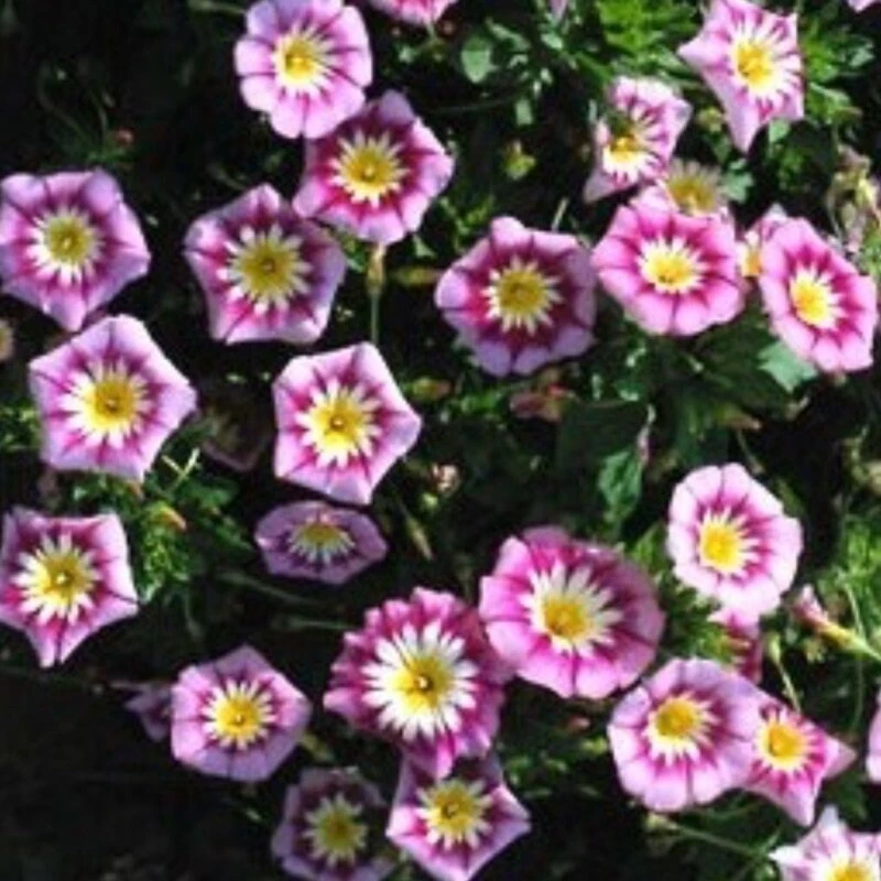 Ensign Rose Morning Glory Seeds - 30 Seeds - Rose Pink Climbing Vine - Image 3