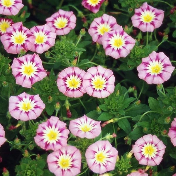 Ensign Rose Morning Glory Seeds - 30 Seeds - Rose Pink Climbing Vine - Image 4