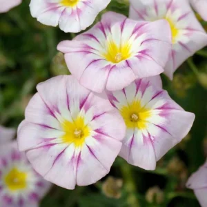 Ensign Rose Morning Glory Seeds - 30 Seeds - Rose Pink Climbing Vine - Image 6