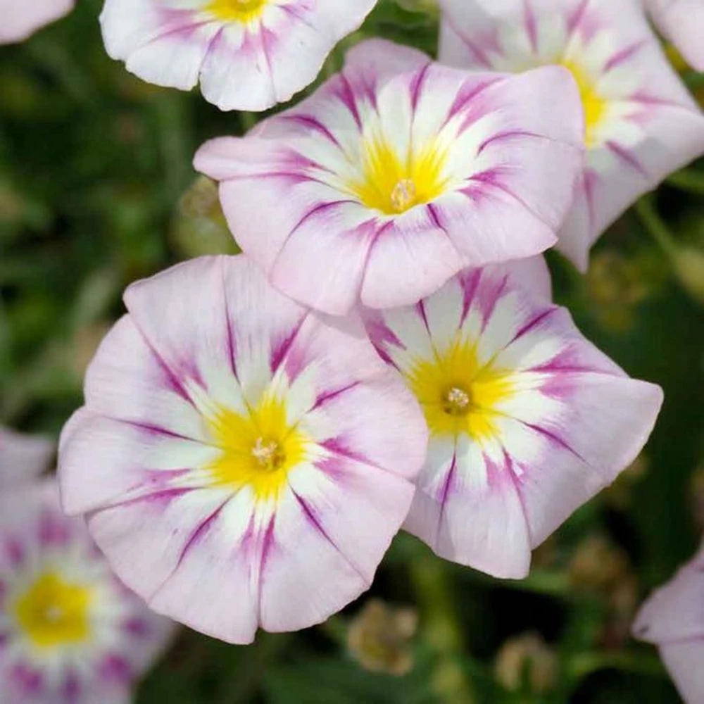 Ensign Rose Morning Glory Seeds - 30 Seeds - Rose Pink Climbing Vine - Image 6
